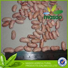 Masoo light speckled kidney bean/LSKB (Long shape)