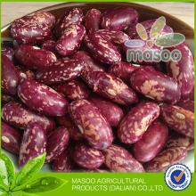 New 2013 Crop Wholesale  long   bean s - Purple Speckled Kidney  Bean s from China
