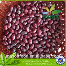 Chinese purple speckled kidney beans for sale
