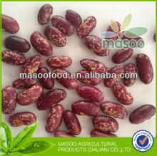 New crop kidney beans, Purple Speckled Kidney Bean, China, Heilong jiang origin, new 2013 crop