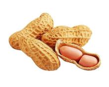 ISO HACCP Roasted peanut / peanut in shell