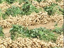2014 hot sale air  dried  tasty peanut with ISO,  KOSHER , exporting for years
