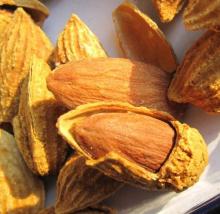 Chinese ground almonds/ raw organic almonds / raw bitter almonds