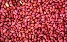 Preserved Organic raw peanuts kernels in bulk for sale, whole sale