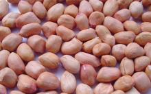 Supply 2014 new hot sale peanut, cheap and tasty peanut with ISO, HACCP
