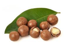 Nutritious and raw  organic   macadamia   nuts , with ISO, HACCP, exporting