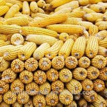 Farm Direct Sale Stock Yellow Corn Maize Low Prices (WBTC0099)