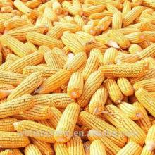 China Manufacturer Bulk Stock Yellow Corn Maize Low Prices (WBTC0098)