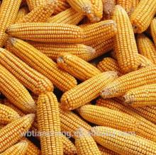 Animal Feed Yellow Corn Maize Low Prices (WBTC0100)