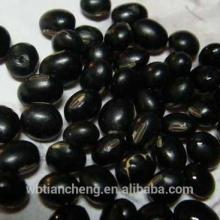 Chinese Small Black Beans 2013 Crop (WBTC0053)
