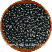 Hot Sale  Bulk  Black  Beans  With Green Kernel (WBTC0060)