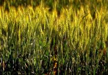 wheat gluten (wheat protein)