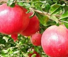 Pomegranate Juice Concentrate