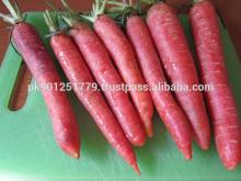 Karotte , zanahoria , Carrots , Gajar , Carota , wortel , carotte
