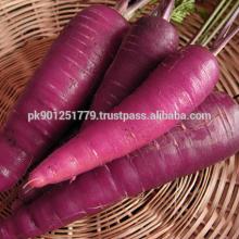Purple carrots Pakistan Carrots exporter manufacture