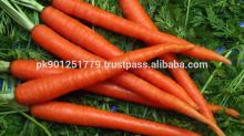 Sweet tasty carrots , new crop size : size:80g-150g , 150g-200g, 200g-250g ,250g and up