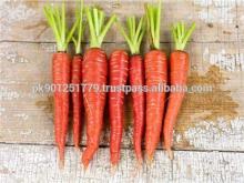 Fresh Delicious tasty Red carrots cheap price