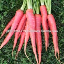 Pakistani Fresh carrots small medium large very delicious and high quality carrots wholesale bulk ch