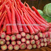 2014 Crop Pakistani High Quality Fresh Carrot with Low Price / carrots nutrition facts / red carrots