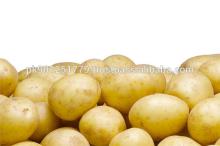 HALAL New Crop FARM FRESH POTATO , Table Potato, Fries Potato , Fresh Potato from Pakistan , QUALITY