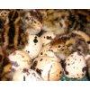 QUAIL eggs