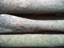 Cinnamon (split) - Premium quality, competitive price