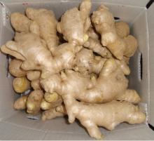 fresh ginger for sales