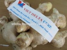 Vietnam Fresh Ginger - Top quality, best price