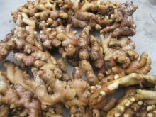  Fresh   Old   ginger 