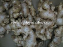 Vietnam Fresh Ginger - Best quality, best price