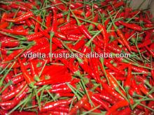 Fresh small chili