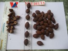 Sell Malva nut with competitive price