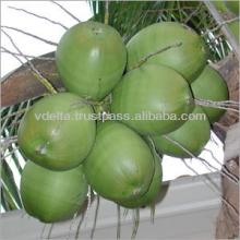 young tender coconut