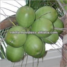  fresh  coconut