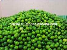 FRESH GREEN LIME & LEMON (500 - 600$) High Quality - New Crop 2013