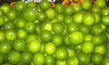 Fresh Green Lemon & Lime 500 - 600 USD/Mt - New crop 2013