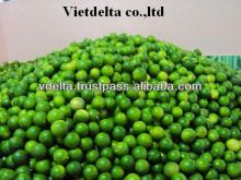 Fresh Green Lemon & Lime - Good Price and High Quality when the crop is coming