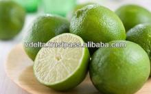 BEST PRICE For Fresh Lemon/ Lime