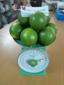 Fresh Green Lemon 2014 - Good price and high quality