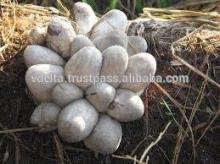 FROZEN STRAW MUSHROOM