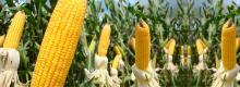 yellow maize supplier from india