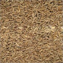 Gujarat origin Cumin Seeds