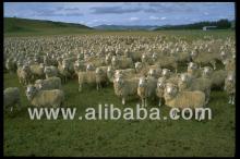 NEW ZEALAND  LAMB 