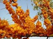  Sea   buckthorn   juice  powder
