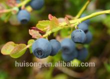 European Bilberry Extract