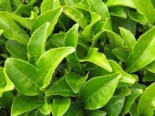 Green Tee Extract 20%-80% Catechines