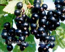 Blackcurrant Extract Anthocyanins 5%-35%