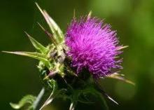 Milk Thistle Extract (silybum Marianum) with Silymarin,Silybin