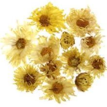 Instant Chrysanthemum Tea Powder