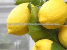 EUREKA LEMON